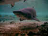 shark.jpg (189589 bytes)
