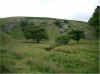 yorkshire_2_small.jpg (46087 bytes)