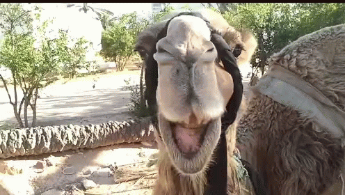 camel chew
