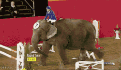 jumping elephant