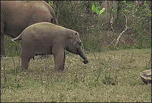 attacking elephant