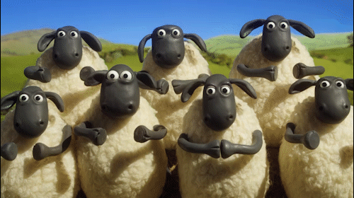 Welsh Sheep Applauding