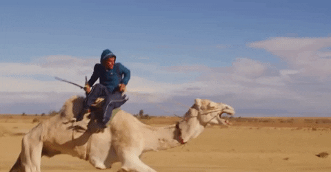 Camel Running