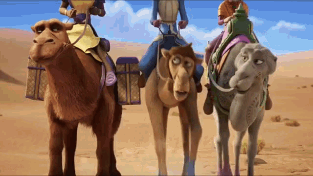 Camels walking