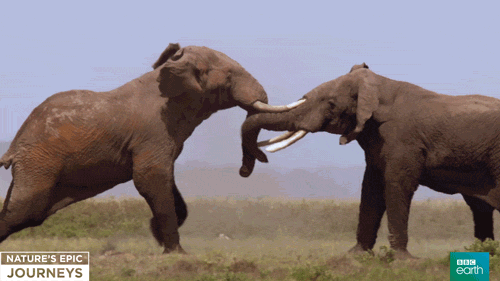 elephants fighting