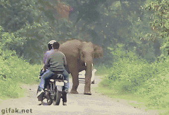 Elephant Run Away