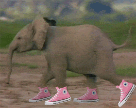 elephant attack