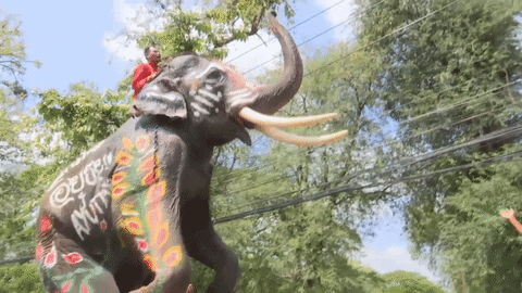 elephant attack