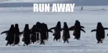 fleeing penguins