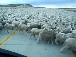 Sheep