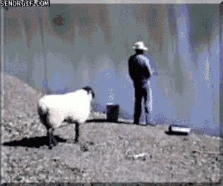 sheep attack